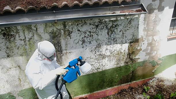 Mold Removal service in Parksley